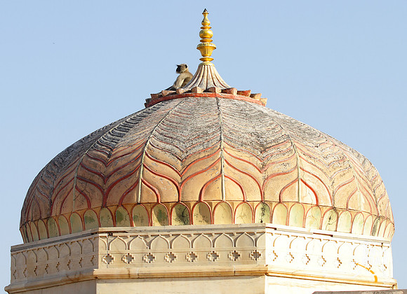 Langur resting place - Dome of Amber Fort, Jaipur