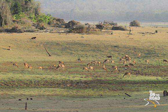 A Kabini reservoir wildlife experience