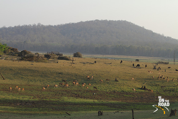 A Kabini Grazing Moment - Spotted deer, gaur, wild boar and elephant all together