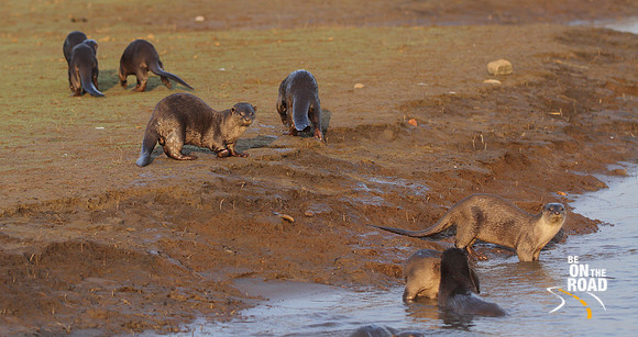 Beautiful otters come out to play at Kabini Tiger Reserve, Karnataka, India