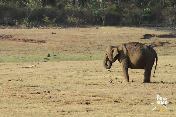 Elephant and dry Kabini lake bed