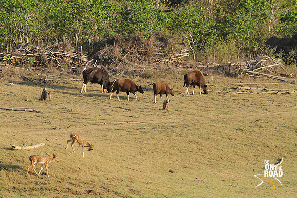 Gaur and spotted deer grazing at Kabini Tiger Reserve, India