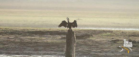 Indian darter preening itself in the morning sun at Kabini Tiger Reserve, Karnataka, India