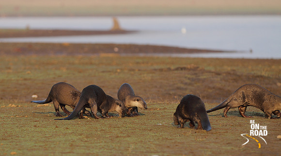 Otters come out into the open at Kabini National Park, Karnataka