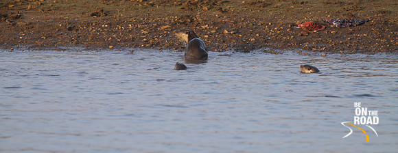 Otters in Kabini Reservoir
