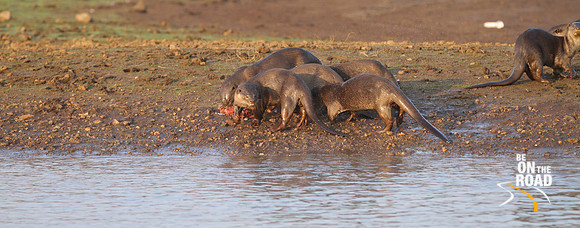 Otters play out of the water at Kabini Tiger Reserve, Karnataka, India
