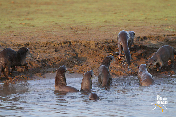 Seeing many otters at one shot - a rare occurence at Kabini Tiger Reserve, Karnataka, India
