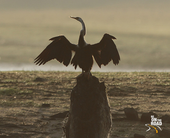 Silhouette of Indian darter bird shining in the morning sun at Kabini National Park