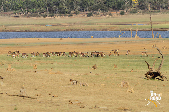 Spotted Deer grazing on the dry reservoir bed, Kabini Tiger Reserve, Karnataka