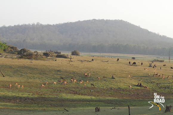 Spotted deer, peafowl, wild boar, gaur and elephant graze together at Kabini Tiger Reserve, India