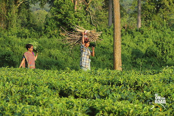 Tea gardens and working women - Mishing Tribal village, Panbari, Kaziranga, Assam