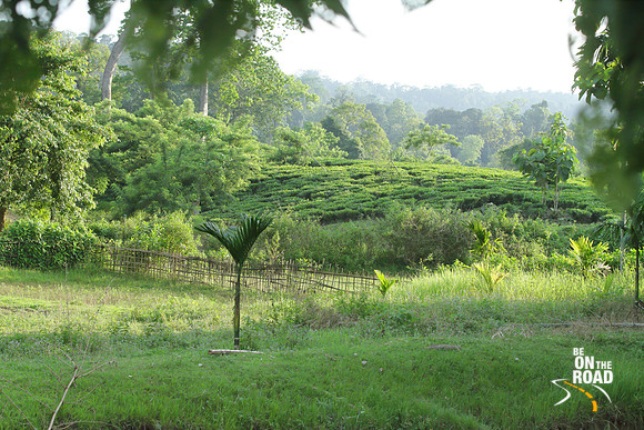 Tea Gardens of Panbari Mishing Tribal village surrounded by the forests of Kaziranga National Park