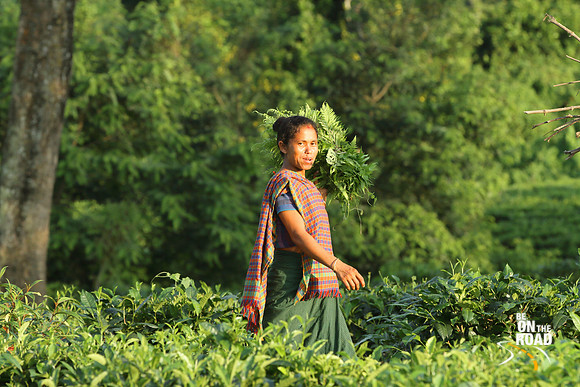 Mishing tribal woman working in the tea gardens, Assam, India