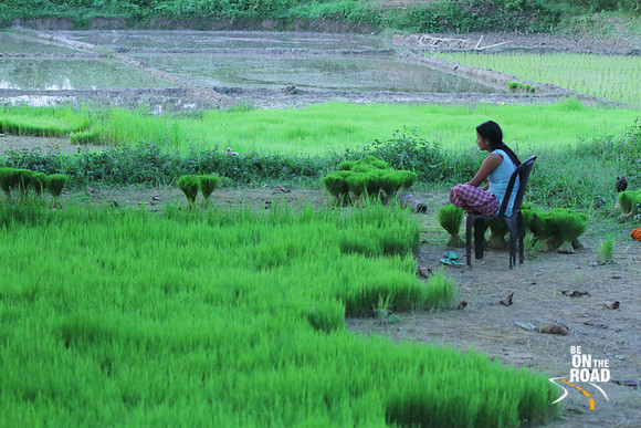 Nursery for paddy crop, Mishing Tribal village, Panbari, Assam, India