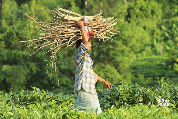 Working and smiling - Portrait from the tea gardens of Panbari Mishing Tribal village, Assam, India