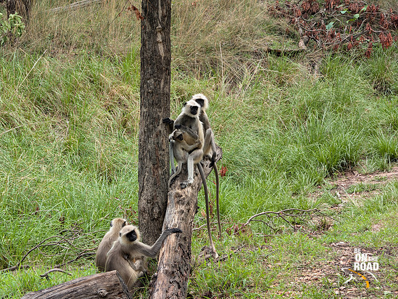 A Grey Langur family at Pench Tiger Reserve, Madhya Pradesh