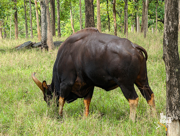 A muscular gaur bull at Pench Tiger Reserve, Madhya Pradesh