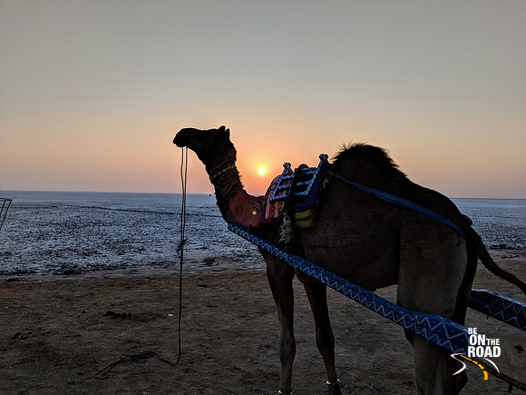 A White Rann Sunrise and the ship of the desert