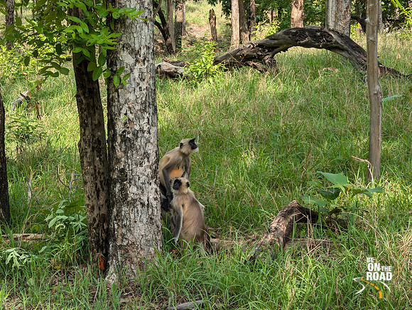 Adult Langurs closely watching the other naughty young langurs of their group