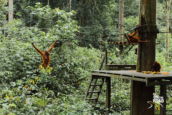 Orangutans having fun at Sepilok, Malaysia