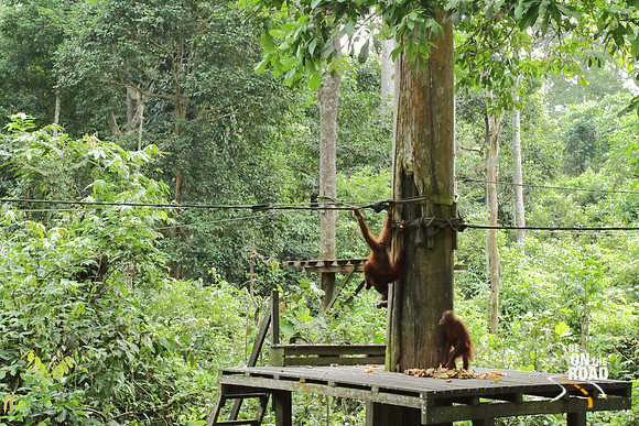 Upside down orangutan antics at the Sepilok orangutan sanctuary, Malaysia