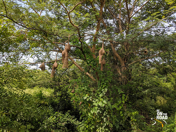 A Baya Weaver Colony in rural Karnataka