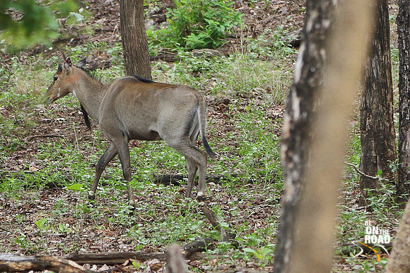 Sub Adult Blue bull at Pench Tiger Reserve