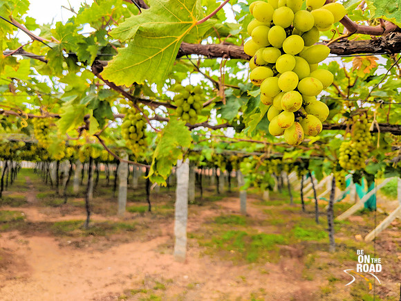 Gorgeous vineyards of Rural Chikkaballapur, Karnataka