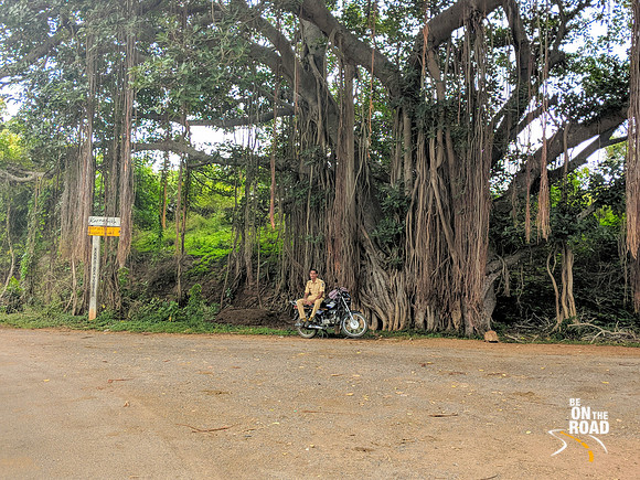 A cop doing his duty under the shade of a Banyan tree at Shivanasamudra, Karnataka