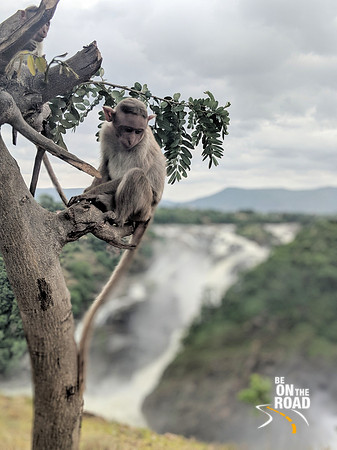 Lost in deep thought - Bonnet macaque at Gaganachukki Falls view point