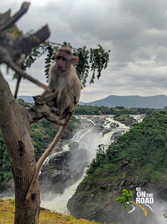 The waterfall and the macaque