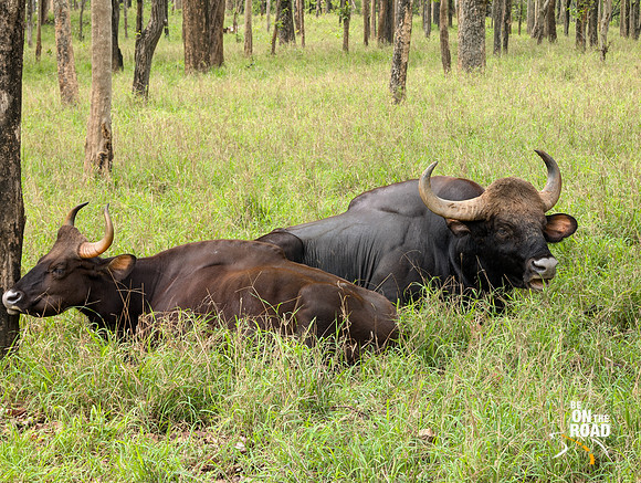 Big Muscular Indian Gaur and his partner at Pench Tiger Reserve, Madhya Pradesh