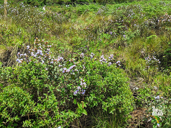 Neelakurinji flower blooming at Eravikulam National Park, Kerala