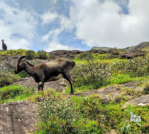 The Nilgiri Tahr and the Neelakurinji at Eravikulam National Park, Munnar