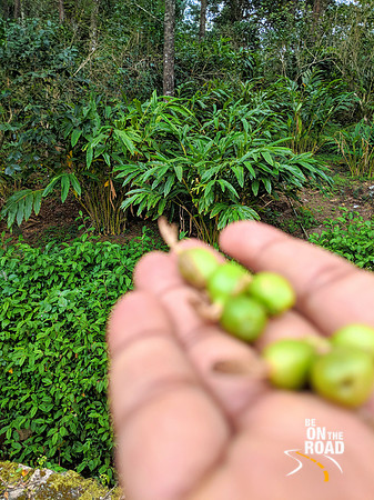 Cardamom Plantations and the aromatic pods that they offer