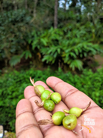 Cardamom Pods and Cardamom Plantations - Windermere Estate, Munnar