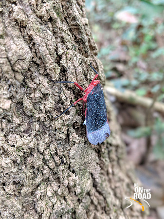 Beautiful insect seen on the birding trail of Thattekad Bird Sanctuary