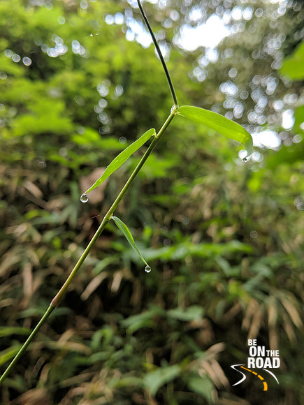 Dew Drops