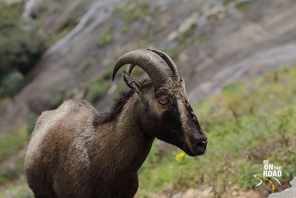 Close up of a Nilgiri Tahr