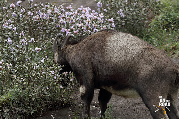 Nilgiri Tahr eating the Neelakurinji flower at Eravikulam National Park, Kerala