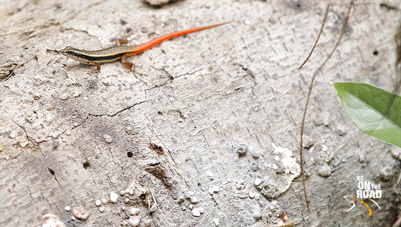 Fire tailed Skink at Thattekad Bird Sanctuary, Kerala