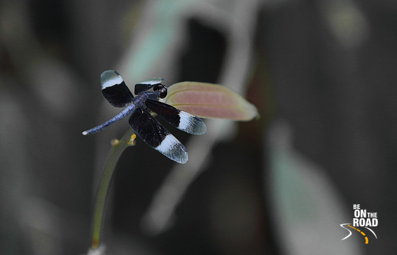 Pretty black and white dragon fly, Thattekad Bird Sanctuary, Kerala