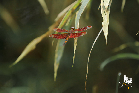 Red dragon fly at Thattekad Bird Sanctuary, Kerala