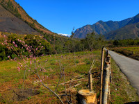 Peach tree and picturesque countryside near Dembeun, Arunachal Pradesh