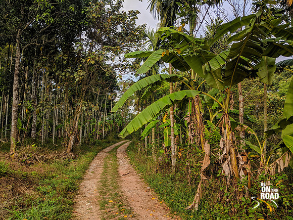 A plantation jeep track - Wayanad, Kerala