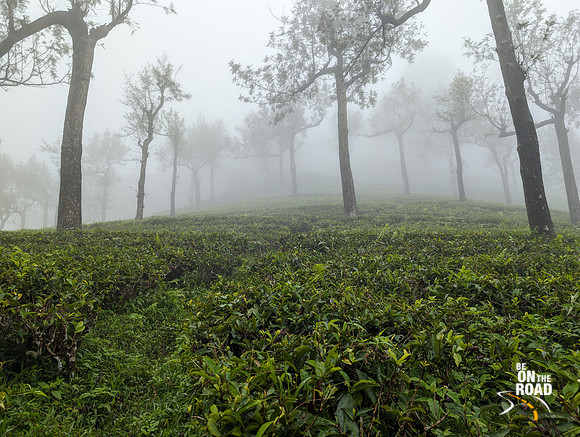 Foggy Tea Estates of Manjolai, Tamil Nadu
