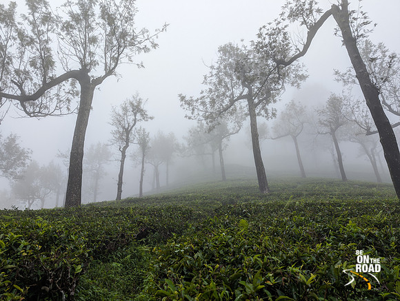 Mist envelopes the tea estates of Manjolai