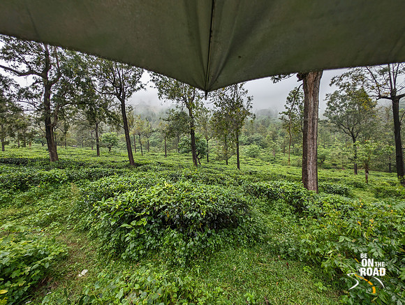 Tea estates of Bombay Burmah Trading Company at Manjolai hill station, Tamil Nadu