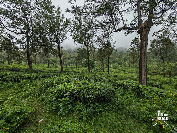 Tea estates of Manjolai hill station