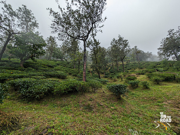 Tea Estates of Manjolai, Tamil Nadu